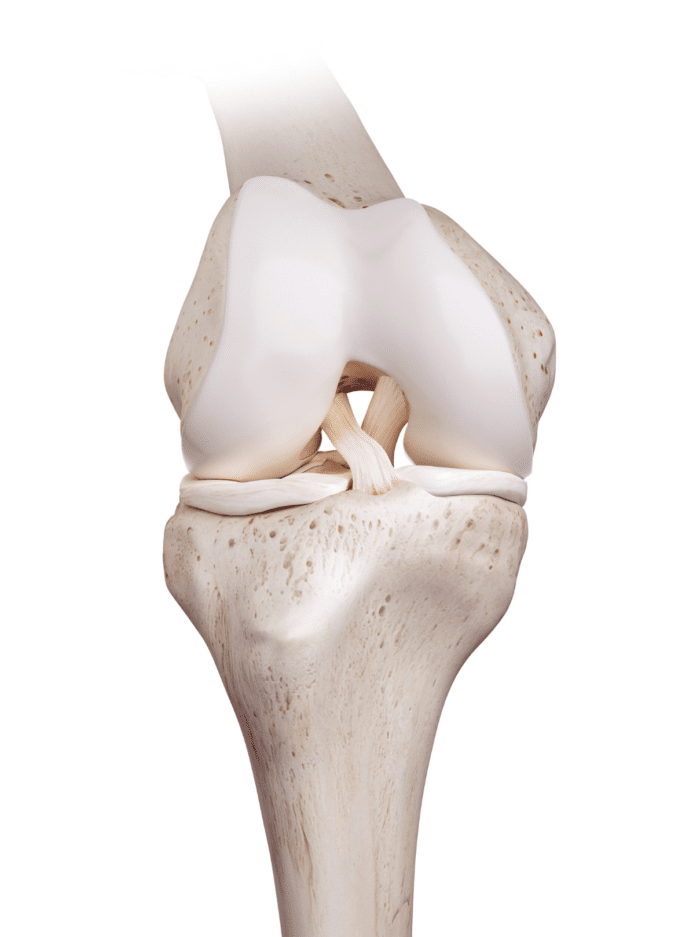 ACL anterior cruciate ligament intact knee joint