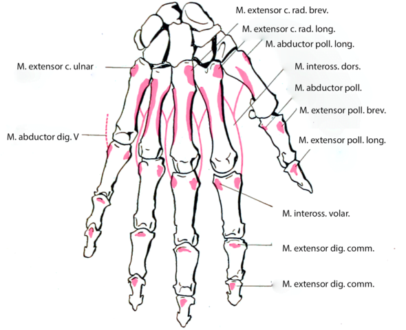 anatomy of the intrinsic muscles of the hand