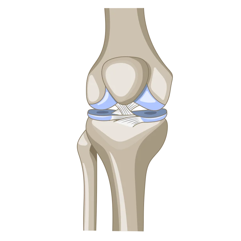 anatomy of the knee bones, cartilage, and ligaments