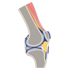 The Best Knee Specialist In San Jose | Dr. Pamela Mehta, MD