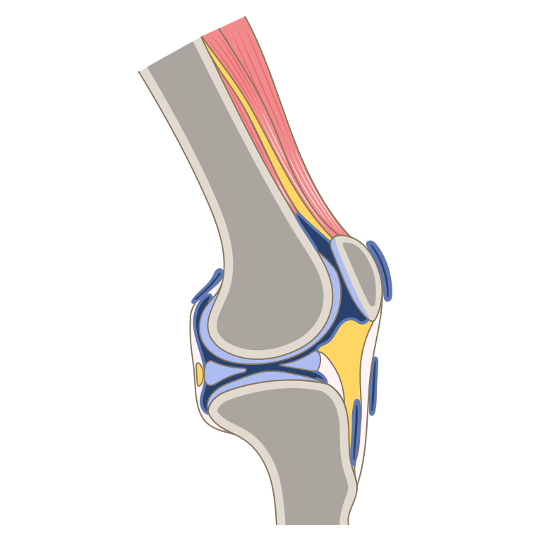 the knee bones are covered with articular cartilage and also have two meniscus