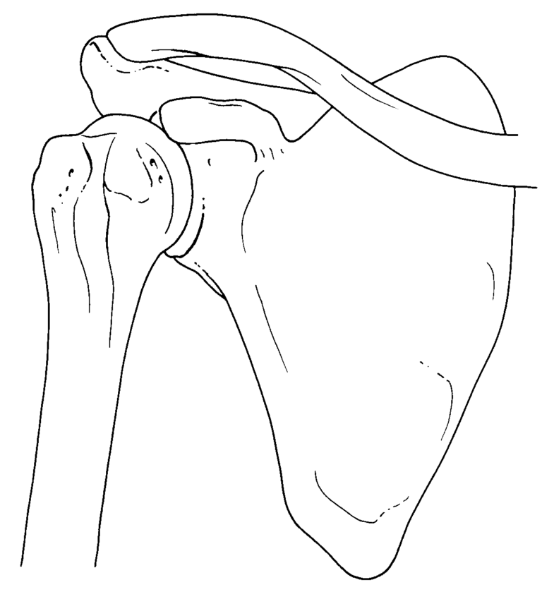 anatomy of the shoulder bones