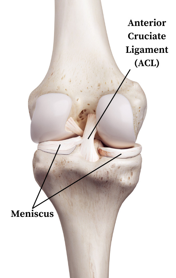 ACL meniscus