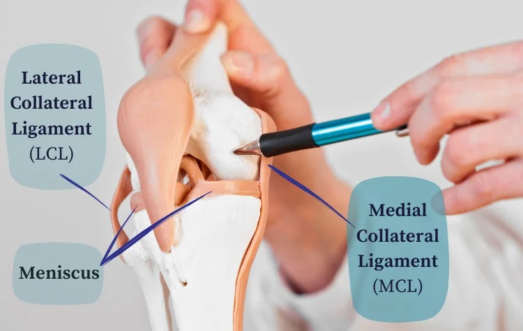 LCL MCL Meniscus