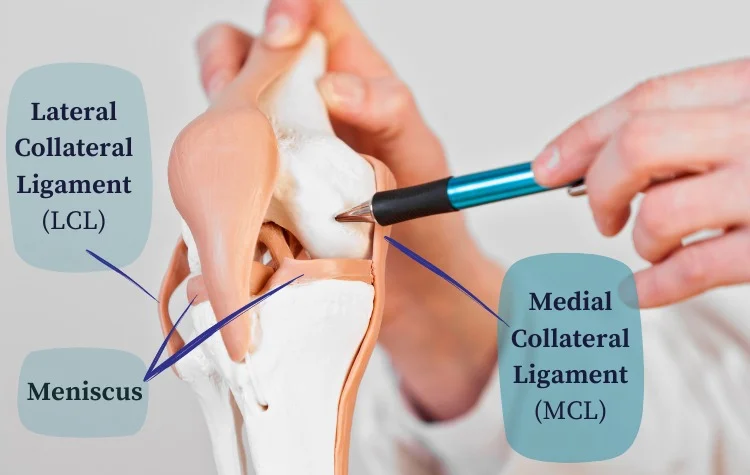 Quick Guide for MCL Sprains – ACL Strong