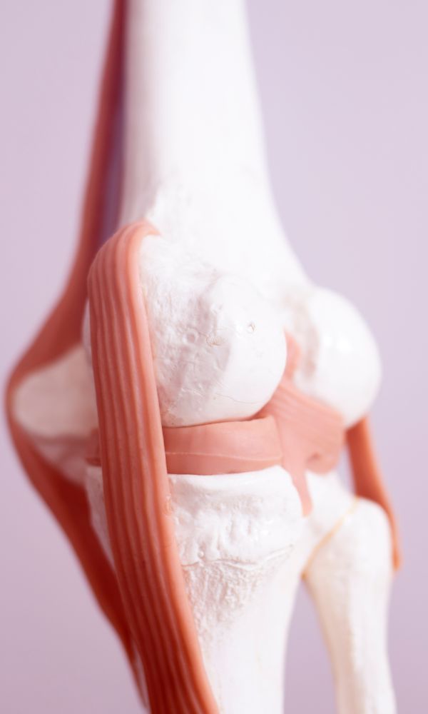 meniscus of the knee