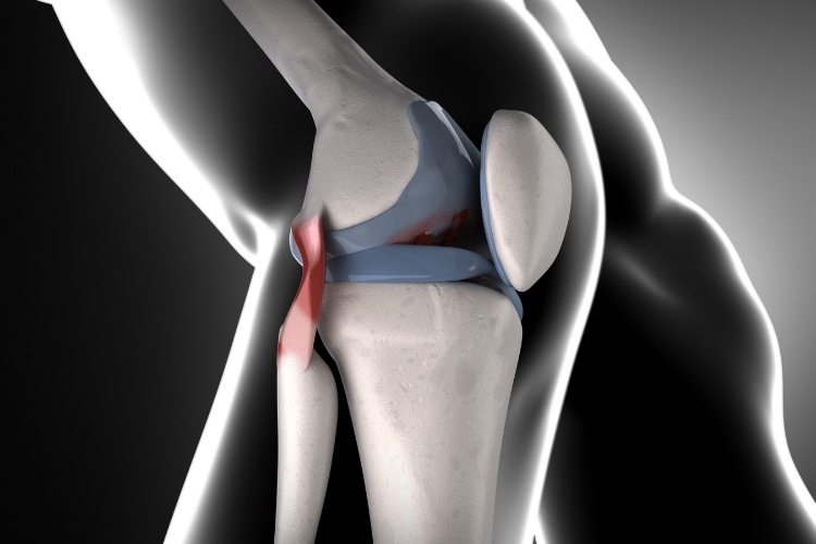 patella anatomy