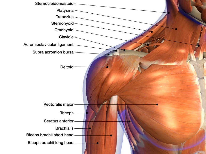 Biceps and Shoulder Anatomy