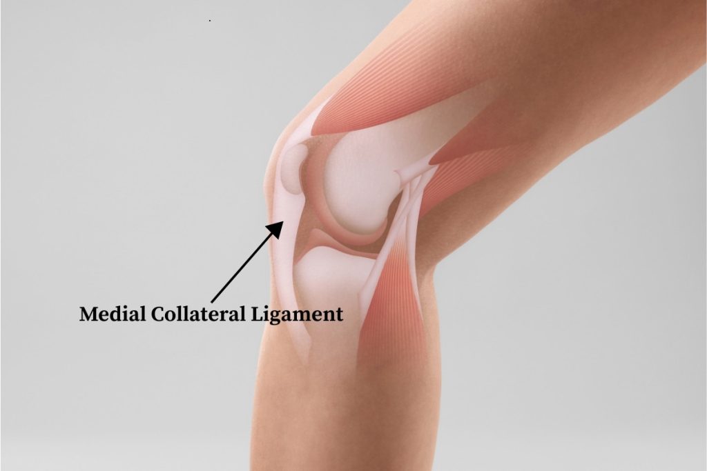 Image highlighting the medial collateral ligament component of the knee